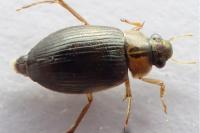 Berosus signaticollis