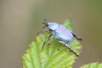 Hoplia coerulea