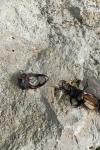 Lucanus cervus