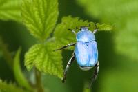 Hoplia coerulea