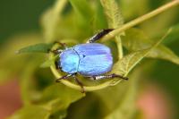Hoplia coerulea