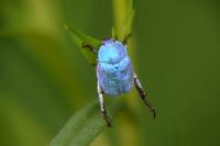 Hoplia coerulea