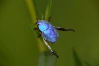 Hoplia coerulea