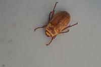 Amphimallon solstitiale