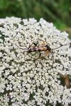 Rutpela maculata