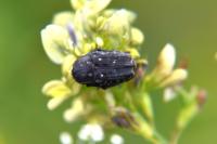 Oxythyrea funesta
