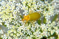 Cteniopus sulphureus
