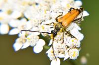 Stictoleptura fulva