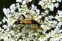 Rutpela maculata