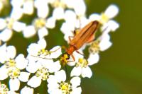 Oedemera podagrariae