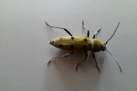 Chlorophorus glabromaculatus