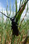 Cerambyx cerdo