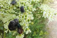 Phyllopertha horticola