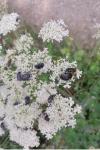 Phyllopertha horticola