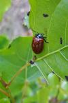 Chrysomela populi