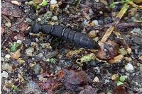 Ocypus olens