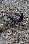 Ocypus olens
