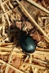 Timarcha tenebricosa