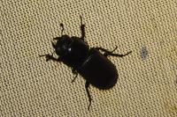 Dorcus parallelipipedus