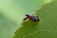 Notoxus monoceros