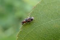Notoxus monoceros