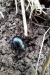 Timarcha goettingensis