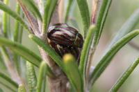 Chrysolina americana