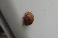 Henosepilachna argus