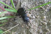 Ocypus