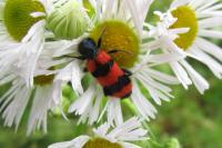 Trichodes apiarius