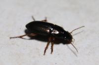 Harpalus