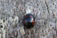 Exochomus quadripustulatus