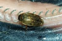 Agabus nebulosus