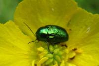 Cryptocephalus