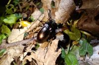Carabus nemoralis