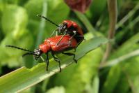 Lilioceris lilii