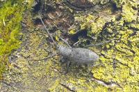 Morimus asper
