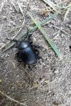 Timarcha tenebricosa