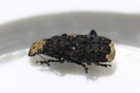Platyrhinus resinosus