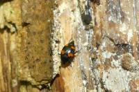 Scaphidium quadrimaculatum