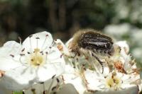 Oxythyrea funesta