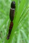 Athous haemorrhoidalis