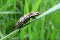 Agrypnus murinus