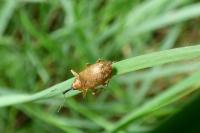 Dorytomus