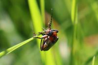 Cantharis rustica