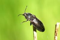 Selatosomus latus