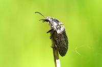Selatosomus latus