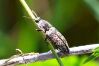 Agrypnus murinus