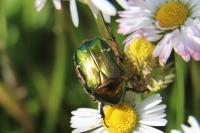 Cetonia aurata
