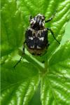 Valgus hemipterus
